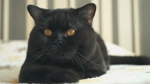 İngiliz kedi oturma ve çekim için poz — Stok video