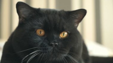 İngiliz kedi seyir ve çekim için poz