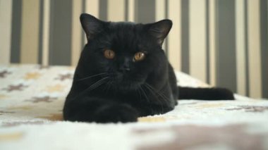 İngiliz kedi oturma ve çekim için poz