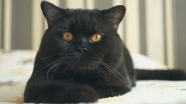 İngiliz kedi seyir ve çekim için poz