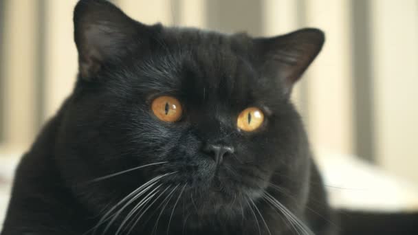 Brittiska katt med orange ögon följer, jagar en leksak — Stockvideo