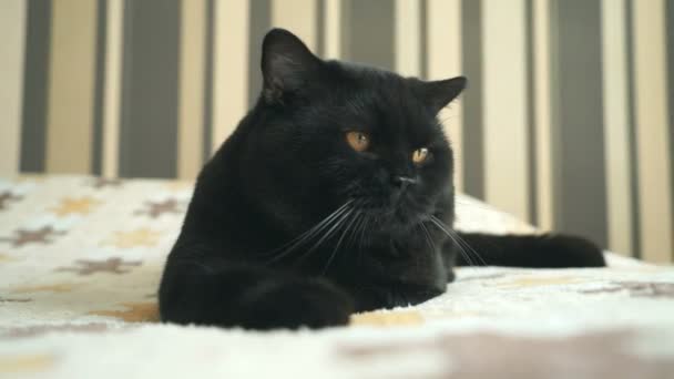 Turuncu gözleri aşağıdaki gibi İngiliz kediyle oyuncak AVI — Stok video