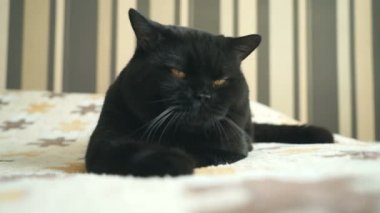 Turuncu gözleri aşağıdaki gibi İngiliz kediyle oyuncak AVI