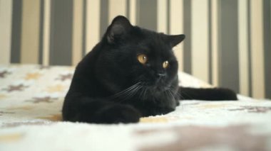 Turuncu gözleri aşağıdaki gibi İngiliz kediyle oyuncak AVI