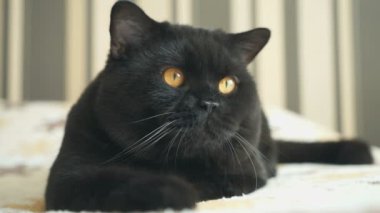 İngiliz kedi oturma ve çekim için poz