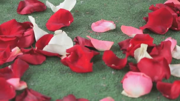 Rojo, pétalos de rosa blanca dispersos en la alfombra verde — Vídeos de Stock