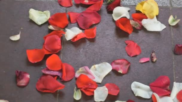 Pétales de rose rouges et blanches éparpillées sur la dalle de pavage — Video