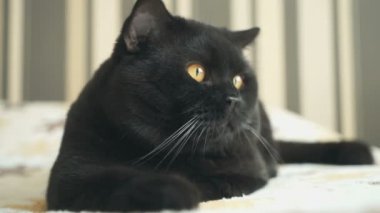 İngiliz kedi seyir ve çekim için poz