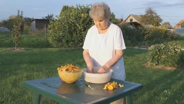 Mulher 80 limpa cogumelos chanterelle na tigela — Vídeo de Stock