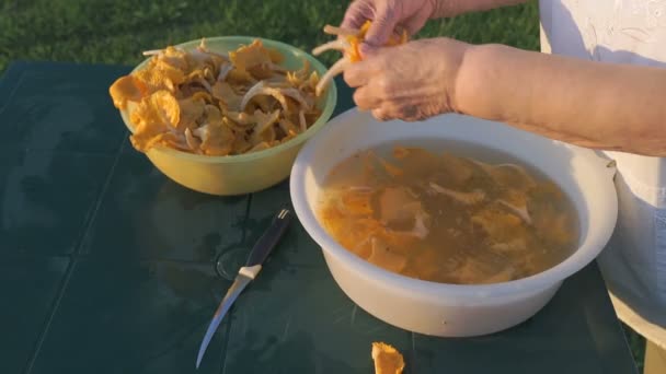 Femme âgée sépare chanterelle champignons — Video