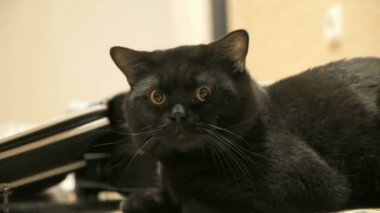Kameraya poz İngiliz kara kedi