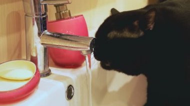 İngiliz siyah kedi içecekler su dokunun