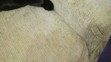 Bacaklar kanepede poz İngiliz kara kedi