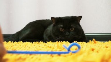 İngiliz siyah kedi bir oyuncakla oynamak