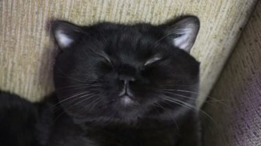 İngiliz siyah kedi kanepede poz
