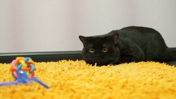 Британская черная кошка играет с игрушкой — стоковое видео