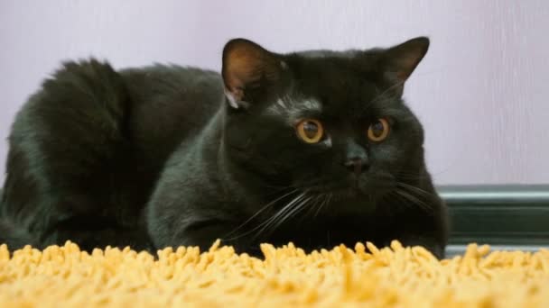 Britische schwarze Katze posiert vor der Kamera — Stockvideo