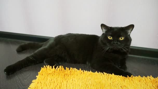 Britská černá kočka pózuje s kamerou — Stock video