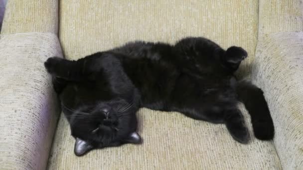 Brytyjski czarny kot pozowanie nogi się na kanapie — Wideo stockowe