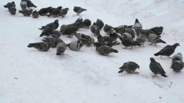 Güvercin sürüleri parkta kışın besleme.