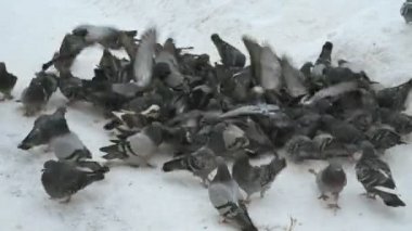 Güvercin sürüleri parkta kışın besleme.