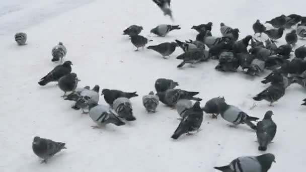 Alimentación de manadas de palomas en el Parque en invierno — Vídeos de Stock