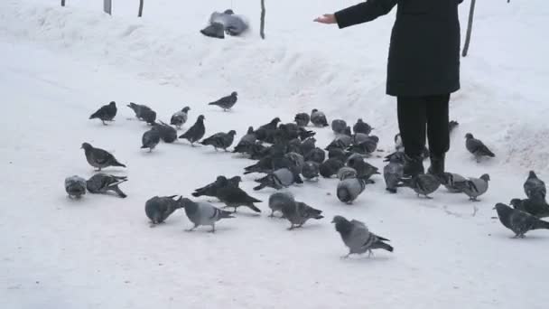 Una donna sta dando da mangiare a uno stormo di piccioni nel parco in inverno. — Video Stock