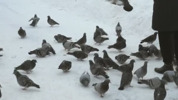 Mujer está alimentando a un rebaño de palomas en el Parque en invierno — Vídeo de stock