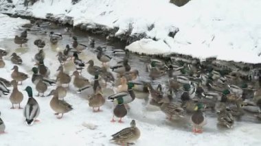 Sektirmek kırmızı Creek kış aylarında beslenme