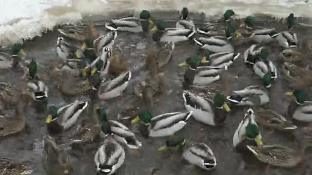 Voeding ducks and drakes in rode creek in de winter — Stockvideo