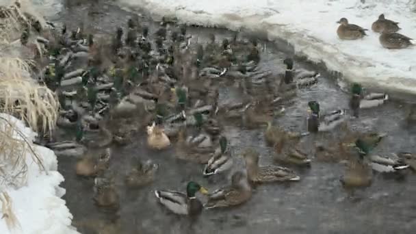 Nourrir les canards et les drakes dans le ruisseau rouge en hiver — Video