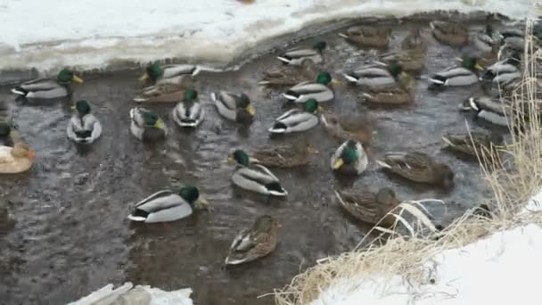 Anatre e drakes nuotano nel torrente rosso un inverno freddo — Video Stock