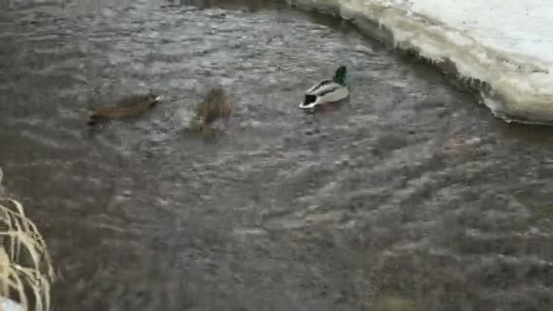 Ankor och drakes simma i den röda bäcken en kall vinter — Stockvideo