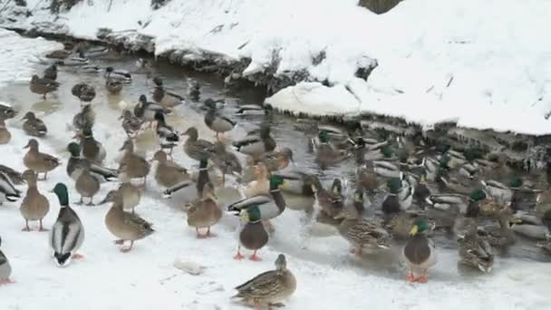 Alimentación de patos y dragones en arroyo rojo en invierno — Vídeo de stock