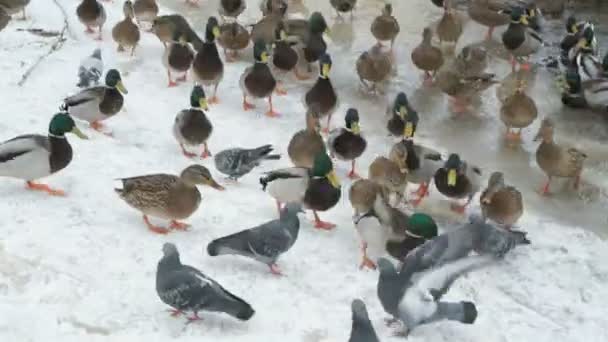 Nourrir les canards et les drakes dans le ruisseau rouge en hiver — Video