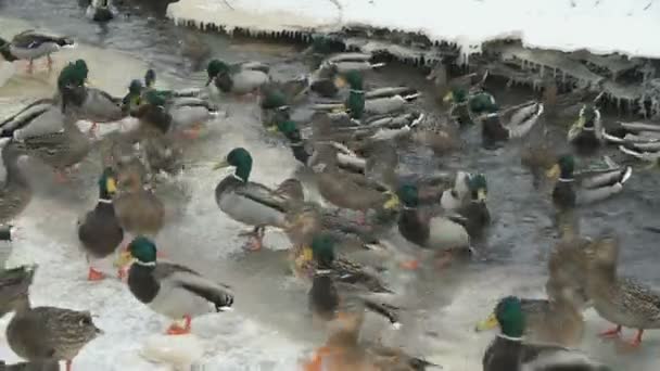 Nourrir les canards et les drakes dans le ruisseau rouge en hiver — Video