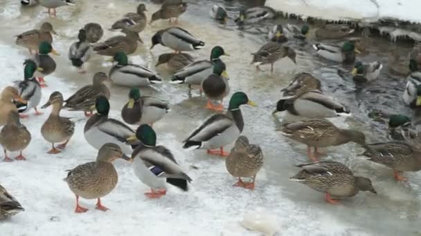 Утки и дрейки плавают в красном ручье холодной зимой — стоковое видео
