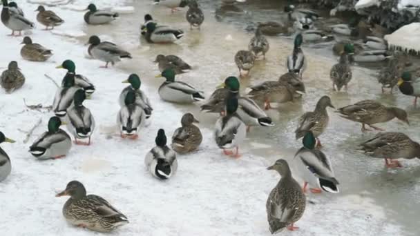 Patos y dragos nadan en el arroyo rojo un frío invierno — Vídeo de stock