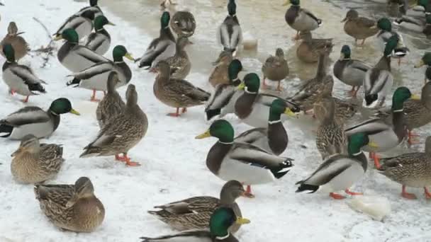 Ducks and drakes zwemmen in de rode beek een koude winter — Stockvideo