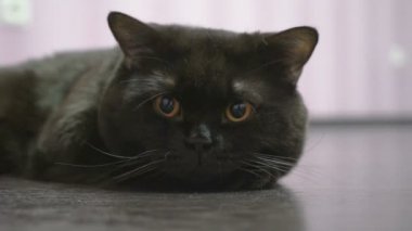 Katta ve kamera için poz yalanlarla İngiliz kara kedi