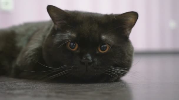 Britische schwarze Katze liegt auf dem Boden und posiert für die Kamera — Stockvideo