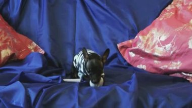 Köpek oyuncak-korkunç kabuk ve mavi bir kanepe yastıkları ile bir oyuncakla oynar