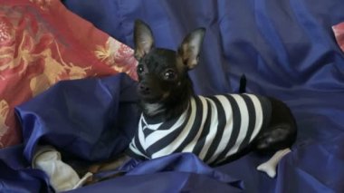 Köpek oyuncak-korkunç kabuk ve mavi bir kanepe yastıkları ile bir oyuncakla oynar