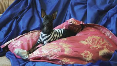 Köpek oyuncak-korkunç kabuk ve mavi bir kanepe yastıkları ile bir oyuncakla oynar
