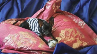 Köpek oyuncak-korkunç kabuk ve mavi bir kanepe yastıkları ile bir oyuncakla oynar