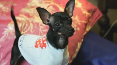 Köpek oyuncak-korkunç kabuk ve mavi bir kanepe kameraya poz veriyor