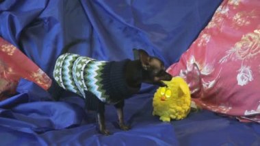 Köpek oyuncak-korkunç kabuk ve mavi bir kanepe üzerinde sarı bir oyuncakla oynar