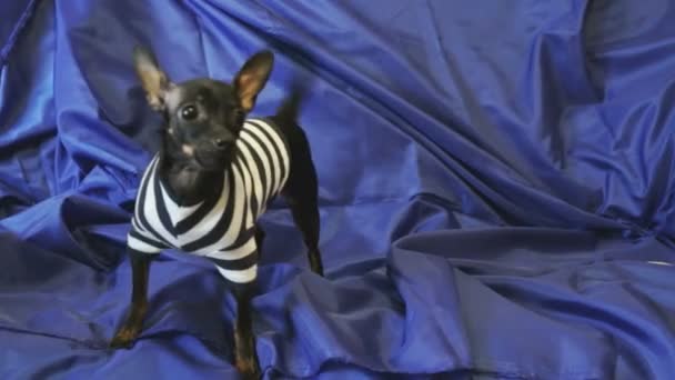 Jouet pour chien aboie et pose sur la caméra sur un canapé bleu — Video