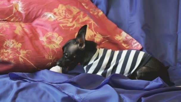 Dog toy-terrier abbaia e gioca con un giocattolo su un divano blu con cuscini — Video Stock