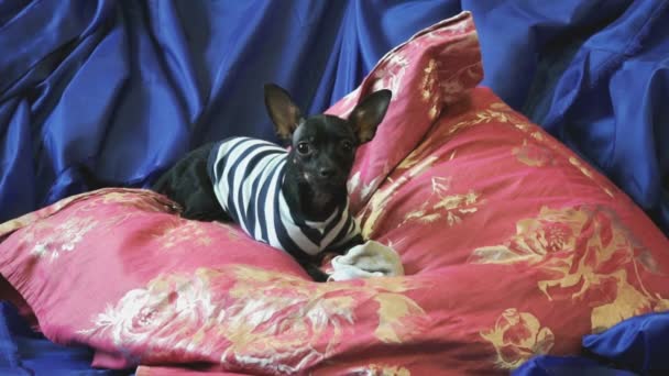 Dog toy terrier ugat, és játszik egy játék a kék kanapé párnák — Stock videók